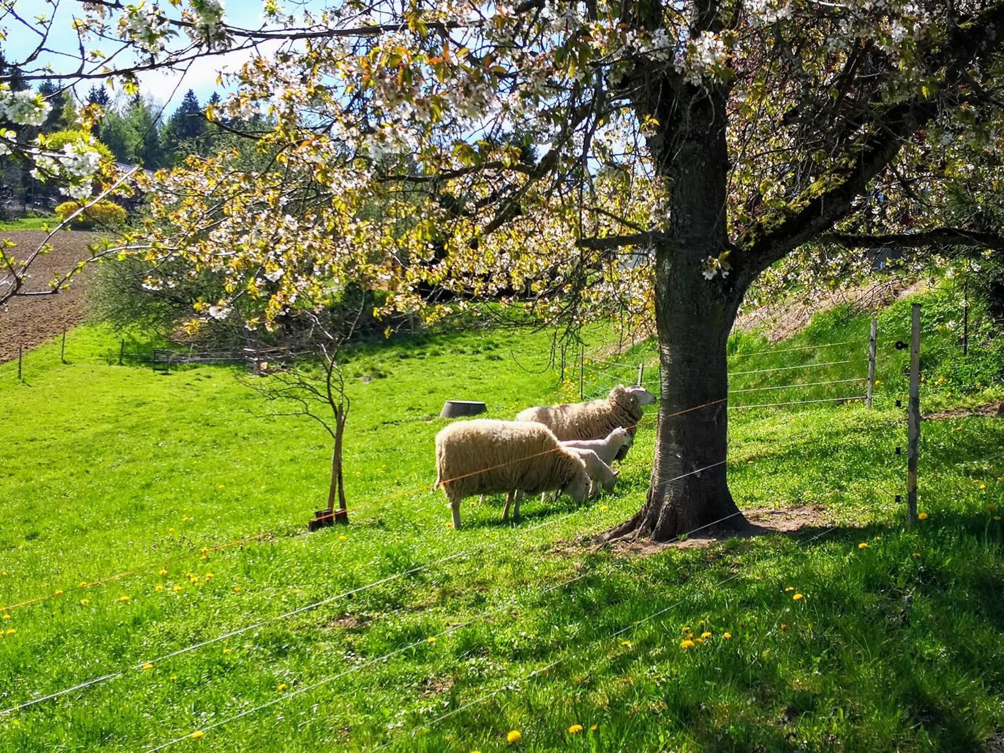 Ferienwohnungen 1 Bis 4 "Pumphut'S Scheune" Lengenfeld  Экстерьер фото